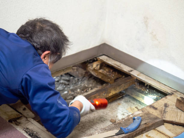 Best DIY Mold Remediation Support Services in Kennedale, TX