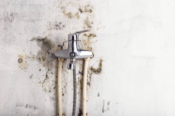  Kennedale, TX Mold Removal Pros