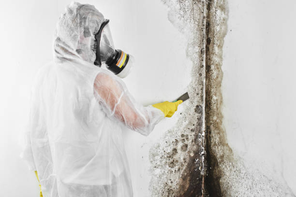 Best Mold Remediation for Specific Building Types in Kennedale, TX