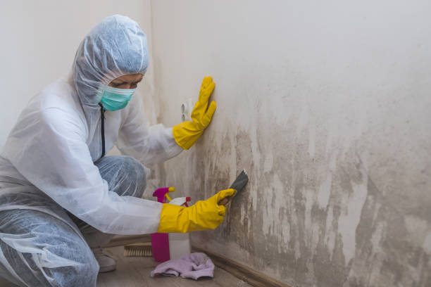 Best Industrial Mold Remediation in Kennedale, TX