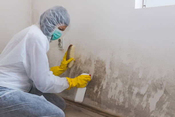 Best Attic Mold Remediation in Kennedale, TX