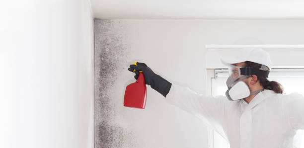 Best Kitchen Mold Remediation in Kennedale, TX