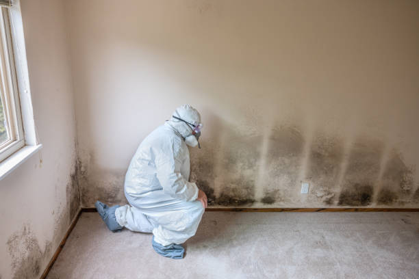 Best Crawl Space Mold Remediation in Kennedale, TX