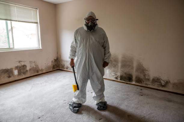 Best Localized Mold Remediation (e.g., coastal areas, humid climates) in Kennedale, TX