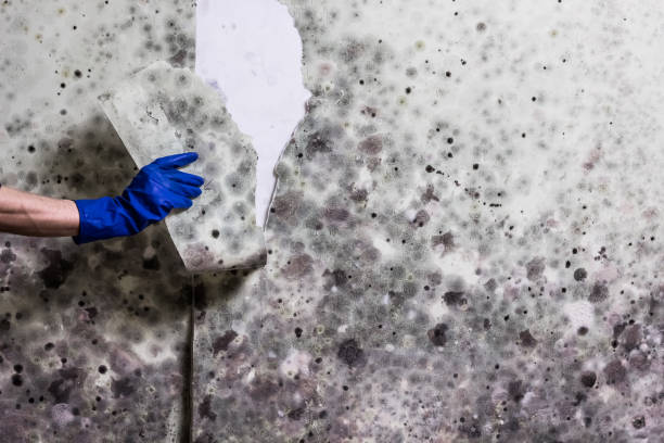 Best Mold Remediation for Specific Building Types in Kennedale, TX