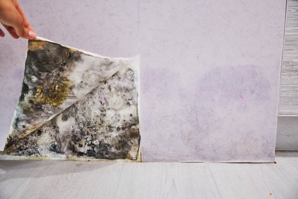 Best Commercial Mold Remediation in Kennedale, TX